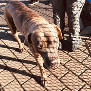 Photo of Schuylkill River Dog Run - Philadelphia, PA, United States. Ollie