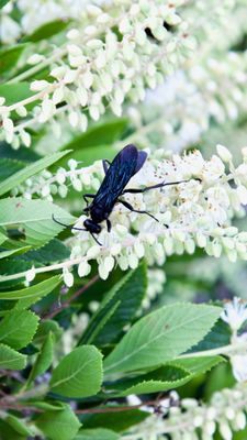 Indiana Dunes Visitor Center by null