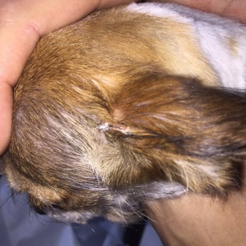 PetSmart - Pet Stores Near Me - Suffolk, Virginia