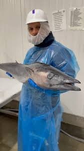 Congressional Seafood - Wholesale Seafood Supplier by null