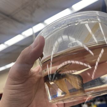 Petco - Black film floating on top of water - Pet Stores Near Me - Mesa, Arizona