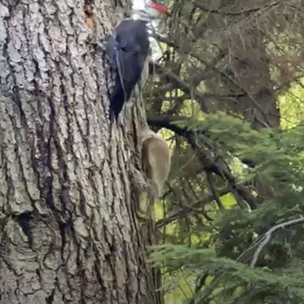 Watershed Park - Red headed woodpecker - Parks Near Me - Olympia, Washington Watershed Park - Red headed woodpecker - Parks Near Me - Olympia, Washington