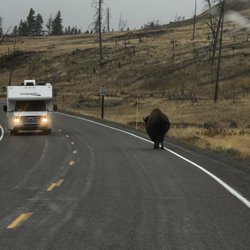 Casanova Guided Tours - Wild bison