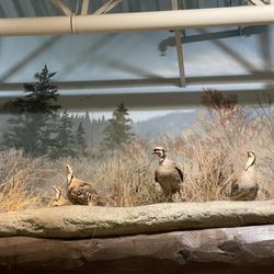 Chukar partridges