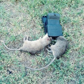 Recon Advanced Pest Control - Pack rats caught in T Rex snap trap - Pest Control Near Me Recon Advanced Pest Control - Pack rats caught in T Rex snap trap - Pest Control Near Me