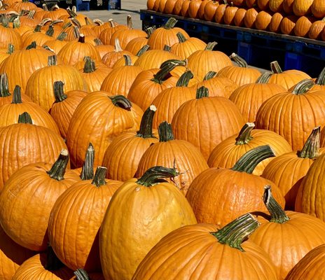Jerry Smith Pumpkin Farm by null