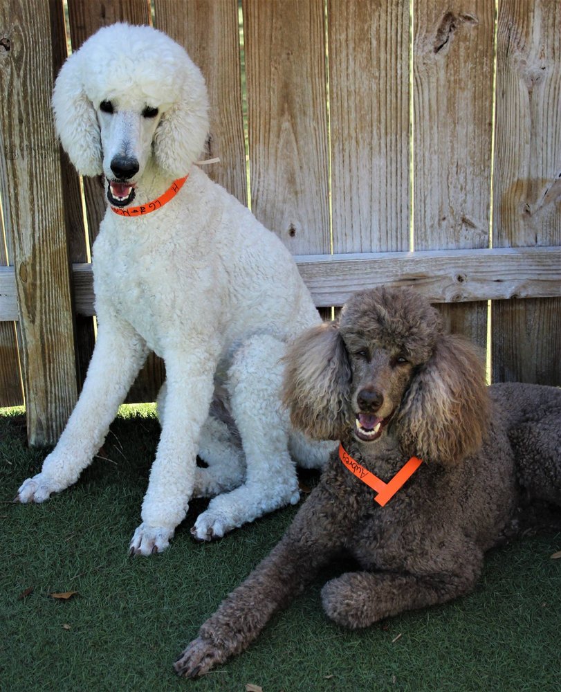 Pet Paradise Naples 48 Photos & 25 Reviews Pet Groomers 2021 Pine