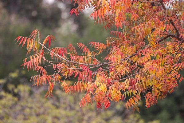 Griffith Park by null