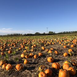 Healthy Intuitive Nutritional Therapy - Bella Farm organic pumpkin patch