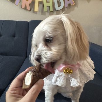 Tails - $3 dog cannoli - Pet Stores Near Me - Fresno, California