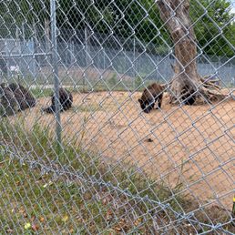 Bears up close - next to the fence