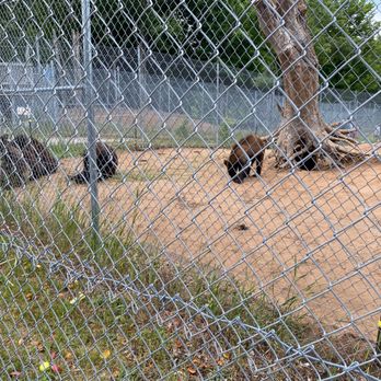 Oswald's Bear Ranch - Bears up close - next to the fence - Zoos Near Me - Newberry, Michigan