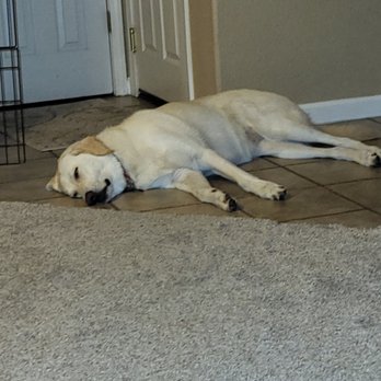 Camp Bow Wow Elk Grove - Pet Sitting Near Me - Elk Grove, California