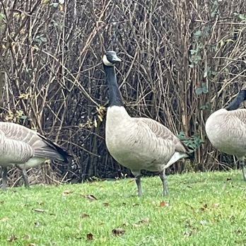 Commonwealth Lake Park - Parks Near Me