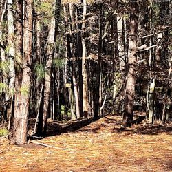 Birmingham Park - Some of the trails were marked. Pretty easy when it comes to distance and elevation.