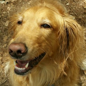 2 Kindred Spirits 4 Dogs - Dog Walkers Near Me - Naples, Florida