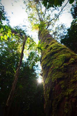 Waikamoi Nature Trailhead and Parking Area by null