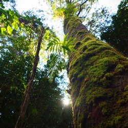 Waikamoi Trail