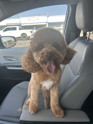 All Four Paws Dog Grooming