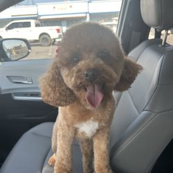 All Four Paws Dog Grooming - Ginny, Cavapoo
