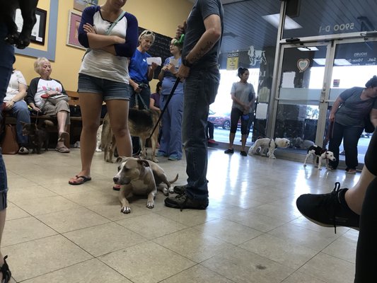 lowcountry veterinary clinic