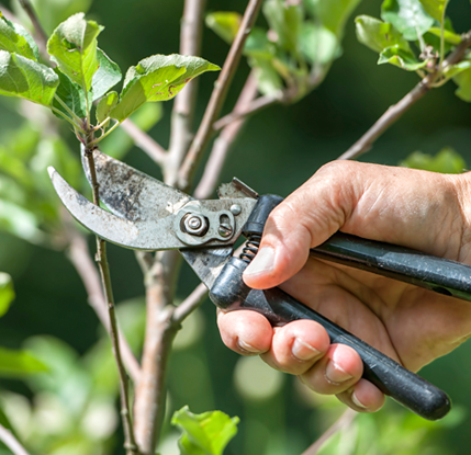 Accurate Tree Service - tree service in Hooksett, NH