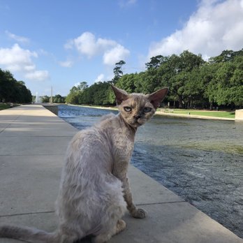 Hermann Park Conservancy - #isawmuffincat reflecting at the reflection pool at hermann Park - Parks Near Me - Houston, Texas Hermann Park Conservancy - #isawmuffincat reflecting at the reflection pool at hermann Park - Parks Near Me - Houston, Texas