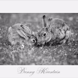 Bunny Mountain