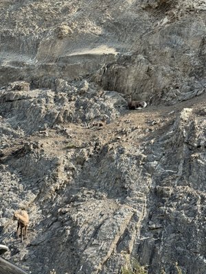 Miette Hot Springs by null