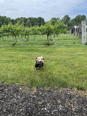 Tabor Hill Winery & Restaurant by null