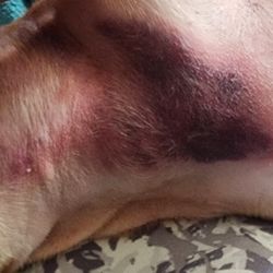 Capital One - Picture of my dog after he fullsy assumed that my dog had a disease called cushions to see