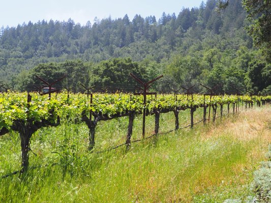 Staglin Family Vineyard by null
