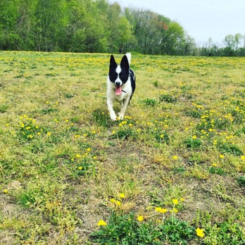 Freedom Barks Dog Park - Giant fields!! - Dog Parks Near Me - Medford, New Jersey