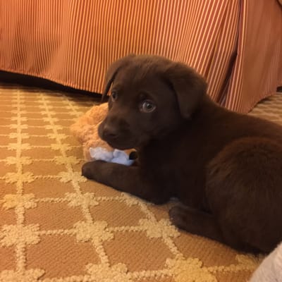 stagecoach veterinary clinic