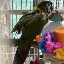Sun and Surf Beach Shop - Distressed birds in tiny outdoor cages plucking out their own feathers. Do not support this business.