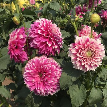 Swan Island Dahlias - Nurseries & Gardening Near Me - Canby, Oregon