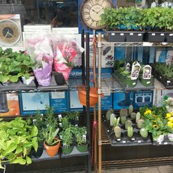 Forest Hills Hardware Store - Nice plants.. Cacti, Succulents & Cherry Tomatoes .