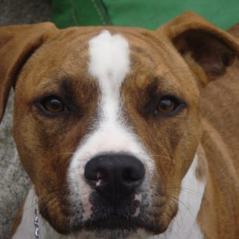 Dan Perata Training - Matap....a big Dan fan!!! - Pet Training Near Me - San Francisco, California