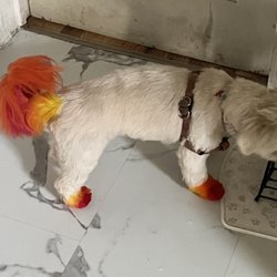 Bailey’s Daily Pet Care - A beautiful cut