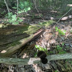 Spring Creek Forest Preserve - Moss :)