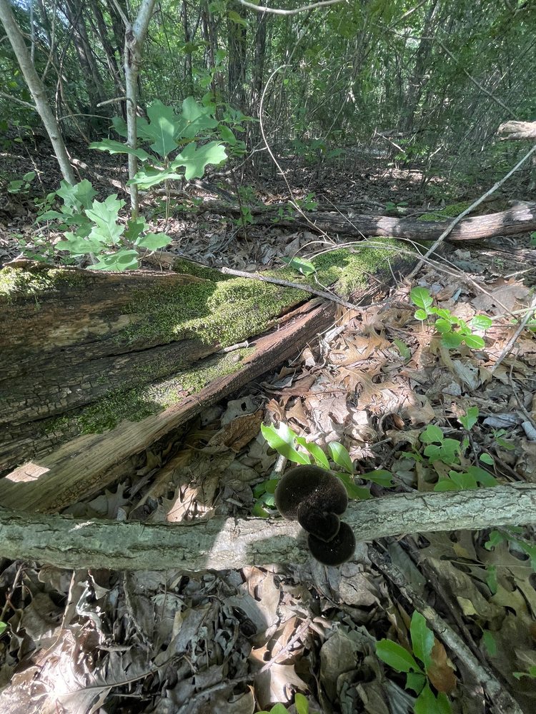Spring Creek Forest Preserve Image
