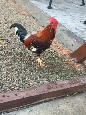 Panadería Lydia by null