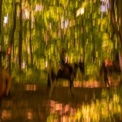 Flames Stables - Camera shake created what turned out to be a beautiful abstract effect.  The horses here are Rocky, Moose, Lucky, and Jack (l-r).