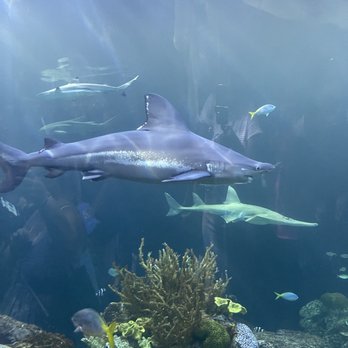 Shedd Aquarium - Aquariums Near Me - Chicago, Illinois Shedd Aquarium - Aquariums Near Me - Chicago, Illinois