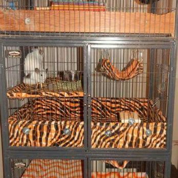 Chinchillasrus - Cage setup all done by us. - Pet Services Near Me - Trafalgar, Indiana Chinchillasrus - Cage setup all done by us. - Pet Services Near Me - Trafalgar, Indiana