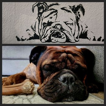 PAWsitive Stay by Heather Grimes - What a life - Pet Sitting Near Me PAWsitive Stay by Heather Grimes - What a life - Pet Sitting Near Me