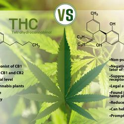 AZ420 Recreational - We will help you create high-THC plants in your garden and we feature our own CBD tincture!