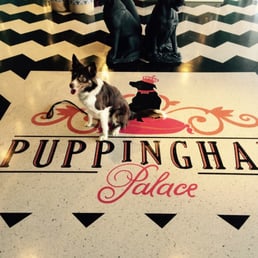Pip visits the newly opened Puppingham Palace. A great time with friends.... Pip visits the newly opened Puppingham Palace. A great time with friends....