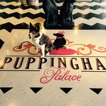 Puppingham Palace - Pip visits the newly opened Puppingham Palace. A great time with friends.... - Pet Sitting Near Me - Saint Louis, Missouri Puppingham Palace - Pip visits the newly opened Puppingham Palace. A great time with friends.... - Pet Sitting Near Me - Saint Louis, Missouri