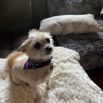 Spa Wags - After - Pet Groomers Near Me - Powder Springs, Georgia Spa Wags - After - Pet Groomers Near Me - Powder Springs, Georgia